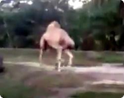 首なしラクダ？？