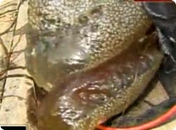 陸に上げるとパラパラ溶ける、プルプルのあの生物が福島県で大量発生中