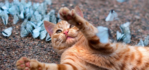 狩りたい放題、大量の蝶々と戯れるちゃとらんな猫