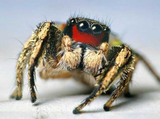 cute animals spiders (4)