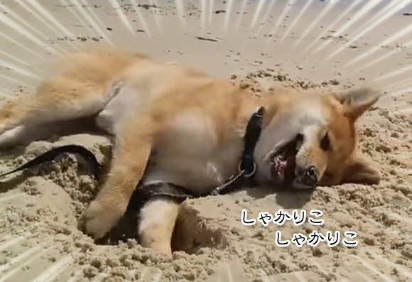 何かをうずめたくて浜辺でシャカリコする柴犬。で、ぱっかり埋まりました。