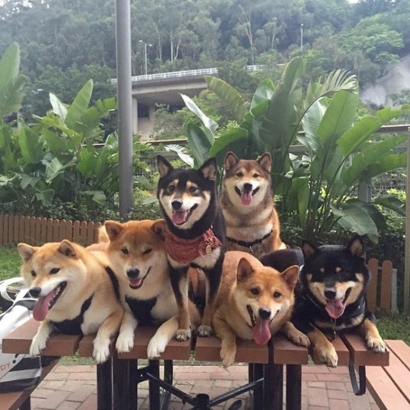 とにかくシバが大好きらしい。総勢6匹の柴犬を飼っているお宅の日常（香港）