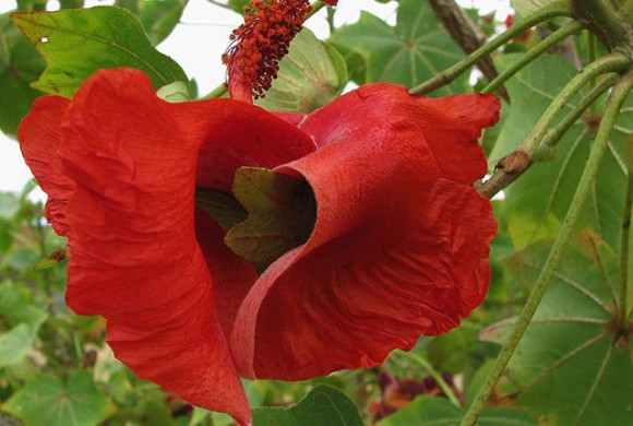 花にもいろいろあるけれど、 1地域でしか見られない希少な9種の花