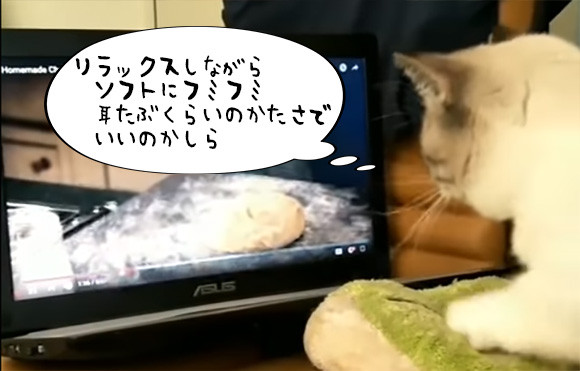 料理番組をみながら生地をこねるシミュレーションをする猫