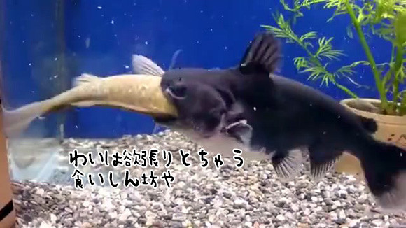 ナマズがほぼ同サイズの魚をぱっくりんちょ！1分かからず完全丸のみ