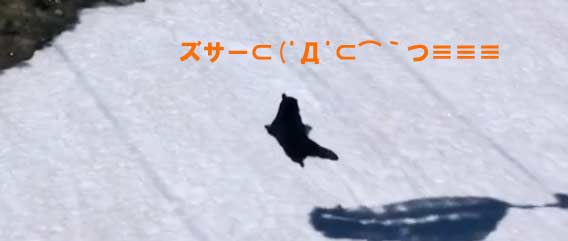 クマが雪の上で、ひとりズサー！！（カナダ限定）