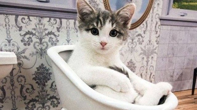 アイスランドの保護施設発。ドールハウスで暮らす子猫たちのライブ配信動画に癒される