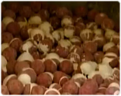 野球ボールはこうして作られる！