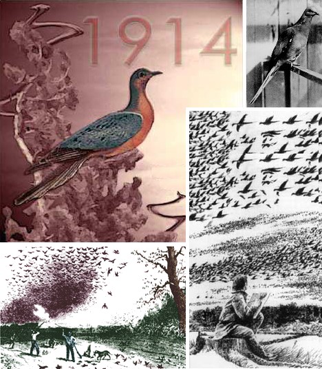 animal_migrations_10b