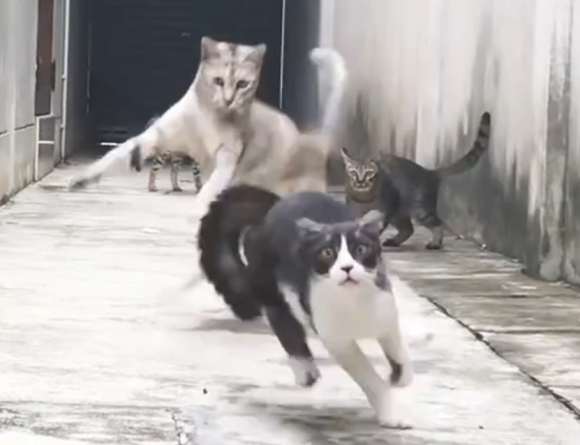 ニャンパラリンが加速する。4匹の野良猫たちの華麗なる忍者乱舞