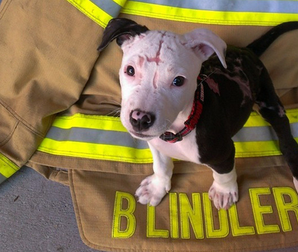 消防士は2度犬を助ける。火事の中、ひん死の状態で救い出された子犬に訪れた更なる悲劇。再び彼を救ったのは消防士だった。