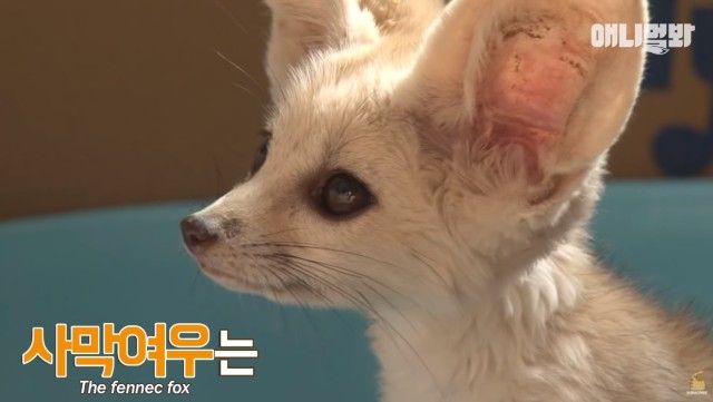 fennec11_e