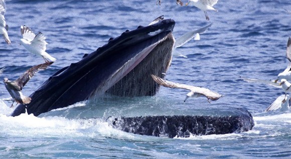 「ザトウクジラは巨大な止まり木」 ザトウクジラとカモメの群れの迫力ある写真