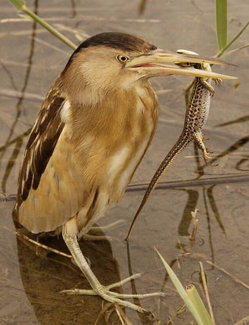 birds_eat_everything_12