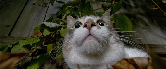 クンクン。動物たちの鼻先にズームイン！