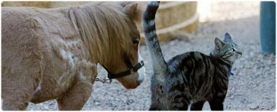 電池で動くおもちゃとよく勘違いされるオーストラリアで一番小さいミニちま馬のコーダさん