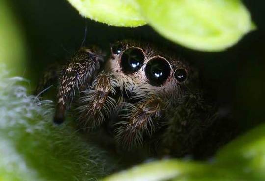 cute animals spiders (17)