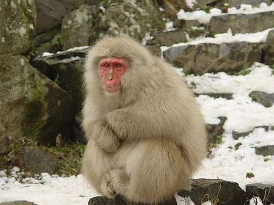 snow-monkeys-
