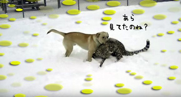 大型ネコ科も雪が好き！大親友の犬とキャッキャウフフするチーターのいる光景