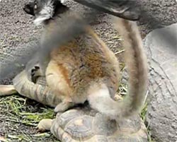 【動画】カメ2匹を贅沢に乗りこなすキツネザル（上野動物園）