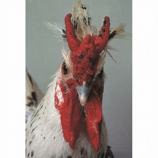 Unusual-hen-15