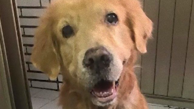 病に苦しむゴールデンレトリバー、最後の散歩。愛犬に飼い主女性が手紙を残した