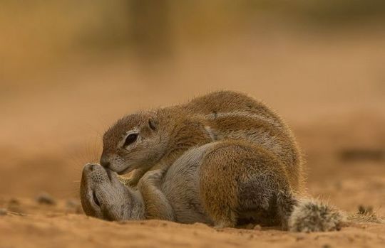 gophers_18
