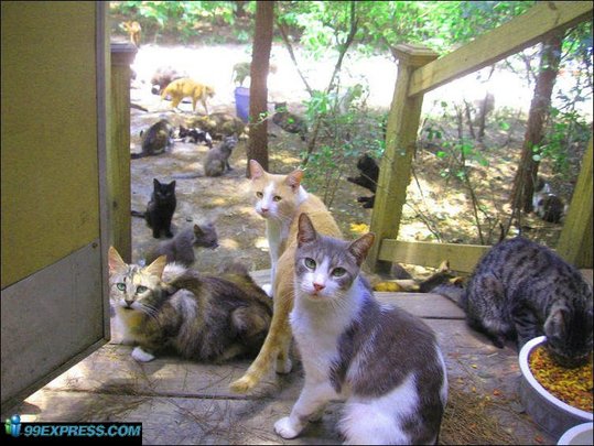 cat-rancho-36