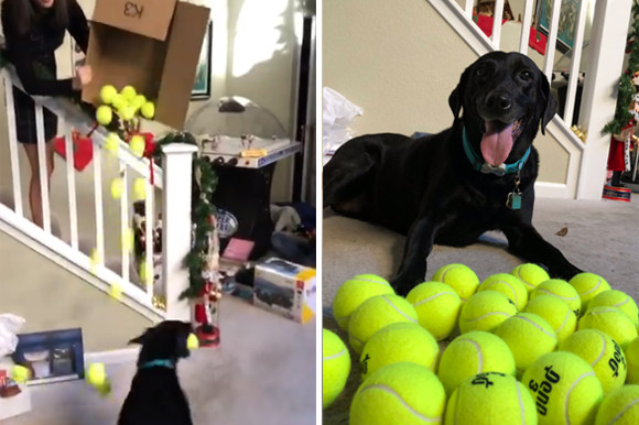 ボール大量天国！クリスマスプレゼントに大量のテニスボールをもらって大喜びの犬。そのはしゃぎっぷりったら！