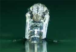 サナギ化したボウフラが蚊に変態する瞬間を鮮明な高画質で見られる映像