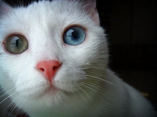 hybrid-animals-05
