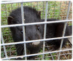 超高密度で外来種「アメリカミンク」が大増殖中（福島）