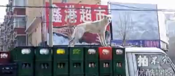 中国にはビールを守る番犬が存在する。しかもトラックの荷台で