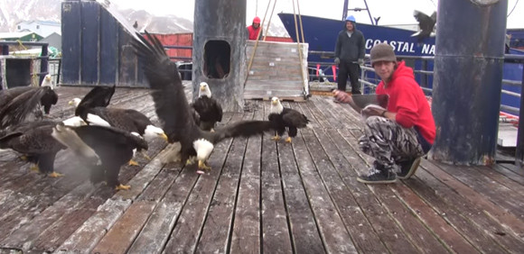 ハクトウワシが入れ食い状態。アラスカの港でちょっとだけ飼い慣らされるハクトウワシ軍