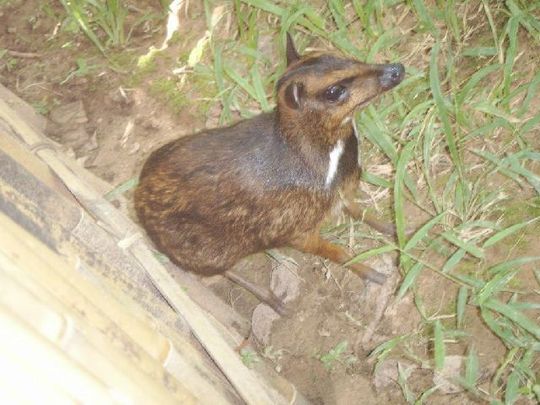 mouse_deer_12