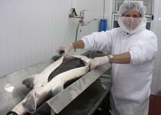 1258610605_how_black_caviar_is_made_24