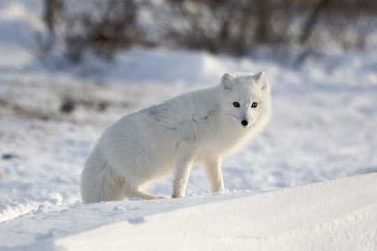 Snow-White-Arctic-Fox-1
