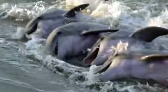 新種のイルカが、仲良く並んで浜辺に餌を食べに来るところが激写される（オーストラリア）