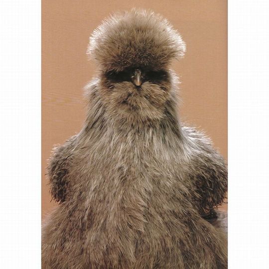 Unusual-hen-16