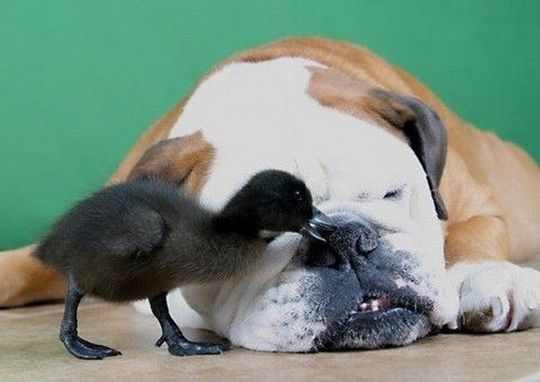 animals_77_24