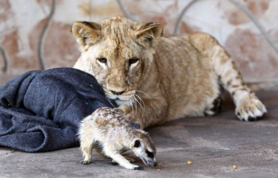 best_buddies_lion_640_01