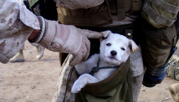 過酷な戦場で兵士たちの心の支えとなったのは、野良の子犬たちだった。アフガニスタン兵士と子犬たちのもう一つの物語