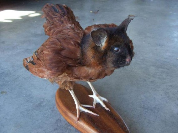 taxidermist_16_e