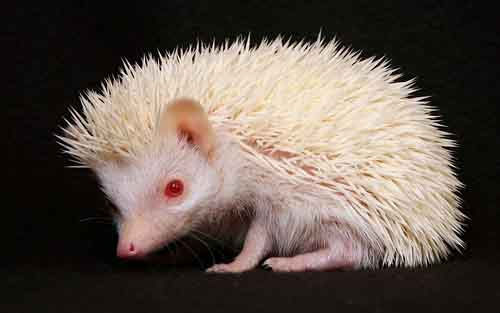 albino-22