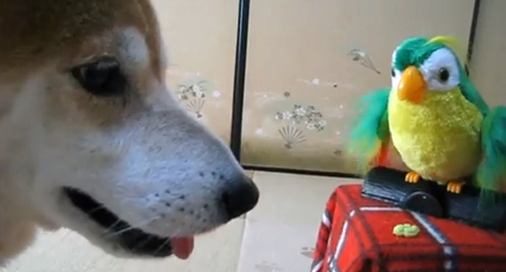 従順な柴犬、おもちゃのインコの命令にあっさり従う