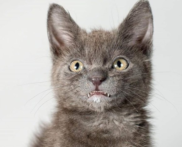 チェシャ猫みたいな愛くるしさ。唯一無二の笑顔で大人気となった過蓋咬合のある猫「ウォルフィ」の物語（アメリカ）