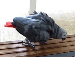 「う○ちしちゃったっ」排便を言葉で知らせるヨウムたち