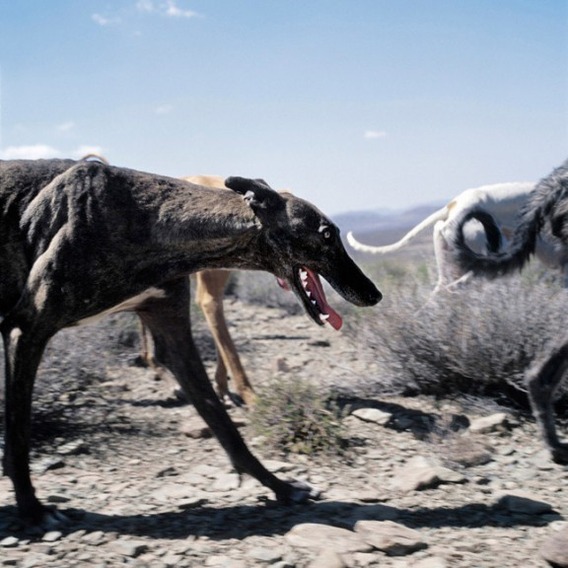 daniel-naude-animal-farm-4-576x576