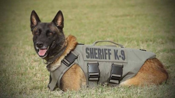 2度の銃弾を受けながらも犯人確保に尽力し、殉職してしまった警察犬（K9）の追悼式（アメリカ）