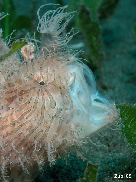 Antennarius-striatus-jawning1
